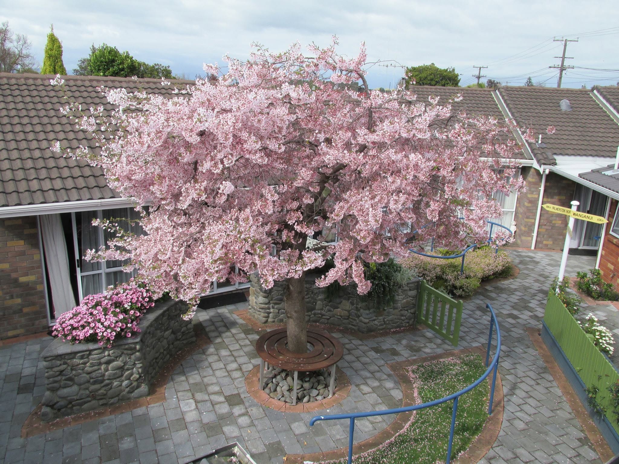 Cherry blossom in the Wimbledon Villa garden